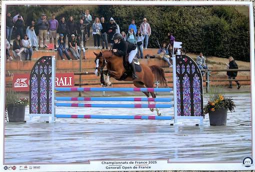 Puledro Origine non conosciuta  In vendita 2024 Champagne