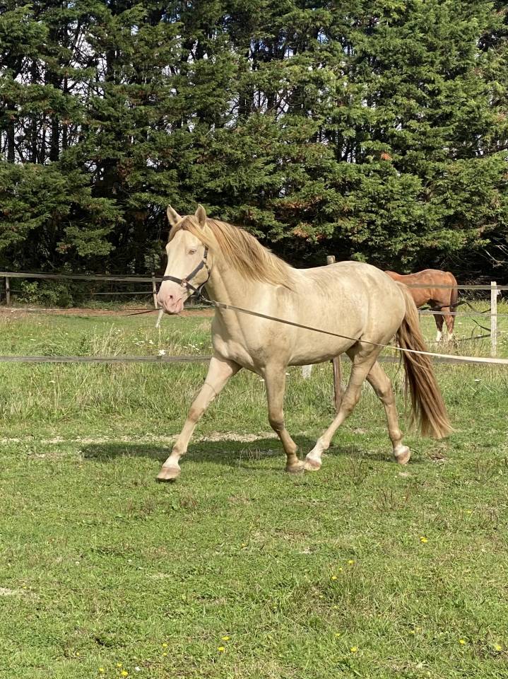 Puledro Origine non conosciuta  In vendita 2024 Champagne