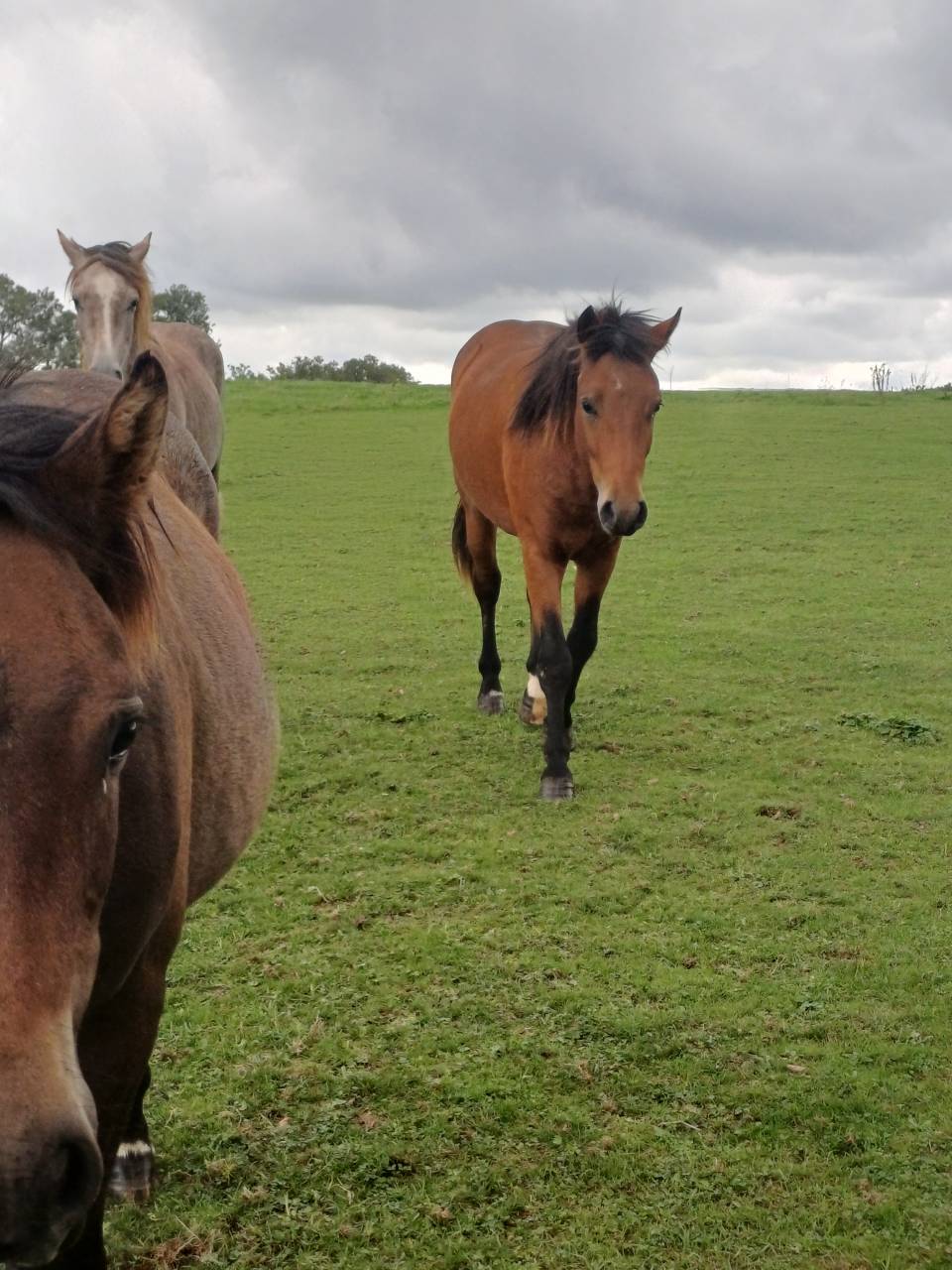 Intero New Forest In vendita 2023 Baio ,  ROB ROY DU GARON