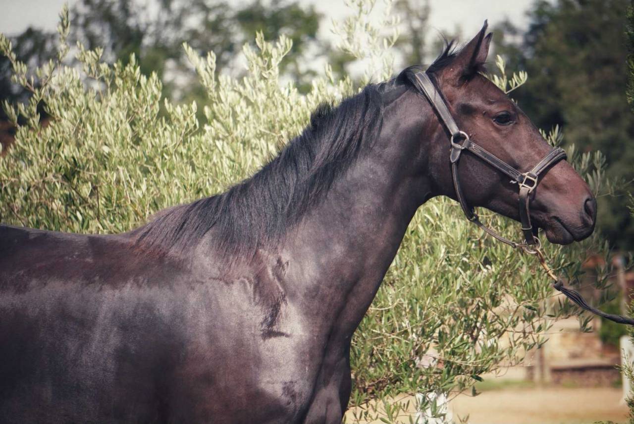 Cavalla Origine non conosciuta  In vendita 2022 Baio scuro