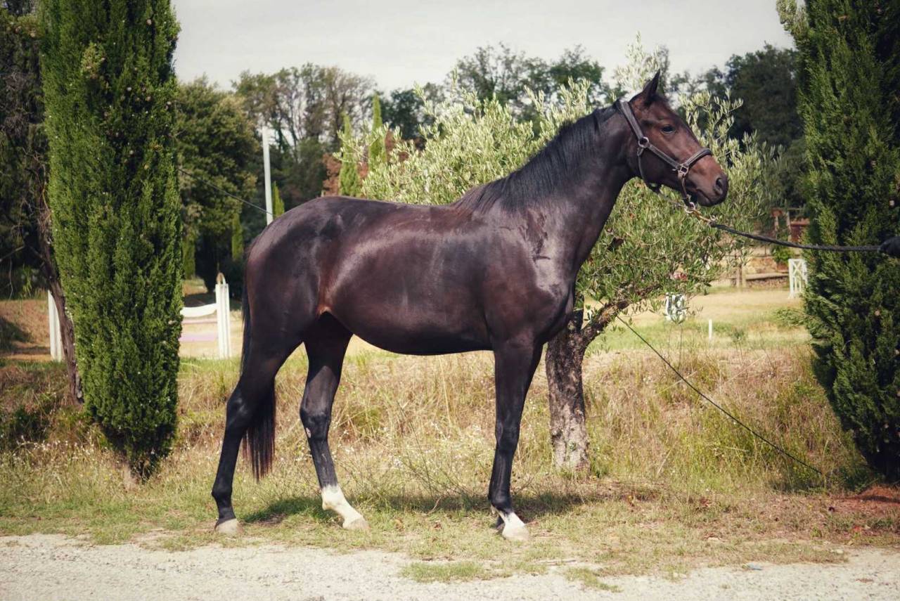 Cavalla Origine non conosciuta  In vendita 2022 Baio scuro