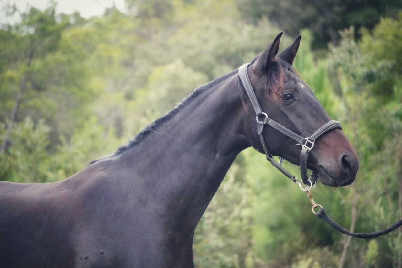 Cavalla Sella Francese In vendita 2022 Baio scuro