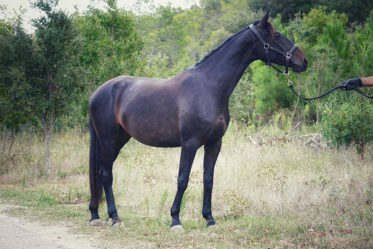 Cavalla Sella Francese In vendita 2022 Baio scuro