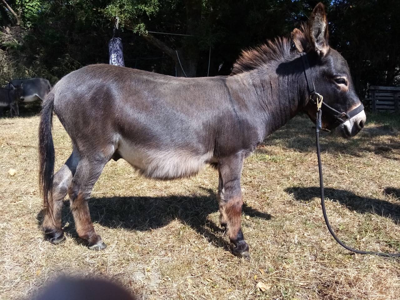 Asno Miniature In vendita 2021 Scuro