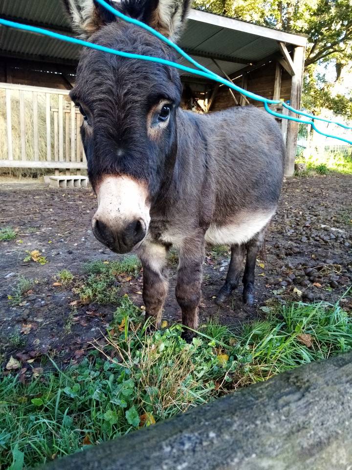 Asno Miniature In vendita 2021 Scuro