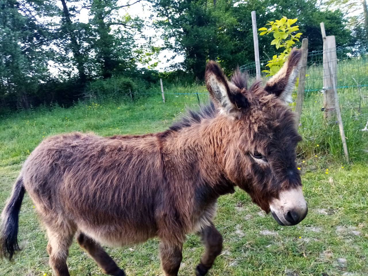 Asno Miniature In vendita 2021 Scuro