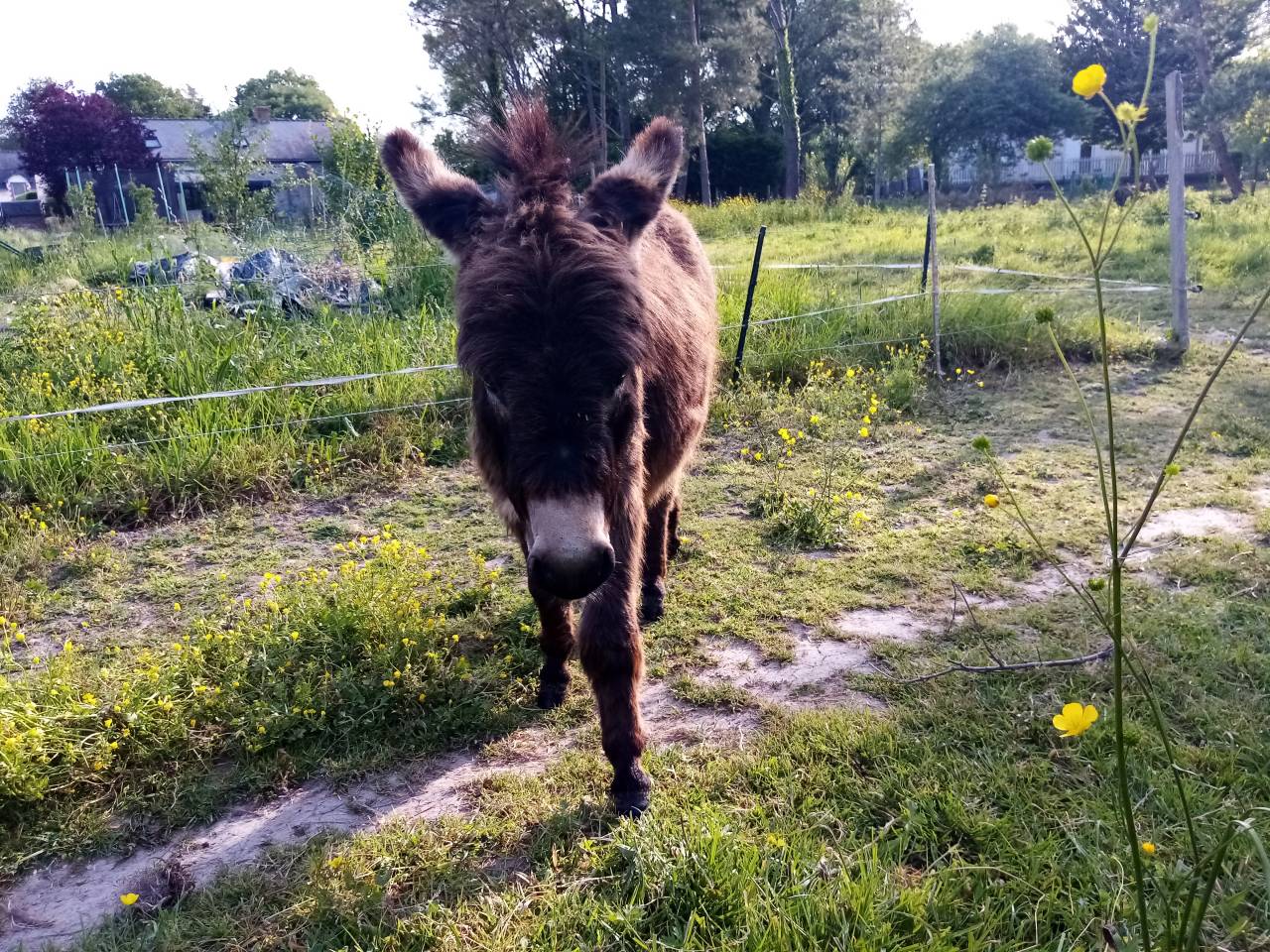 Asno Miniature In vendita 2021 Scuro