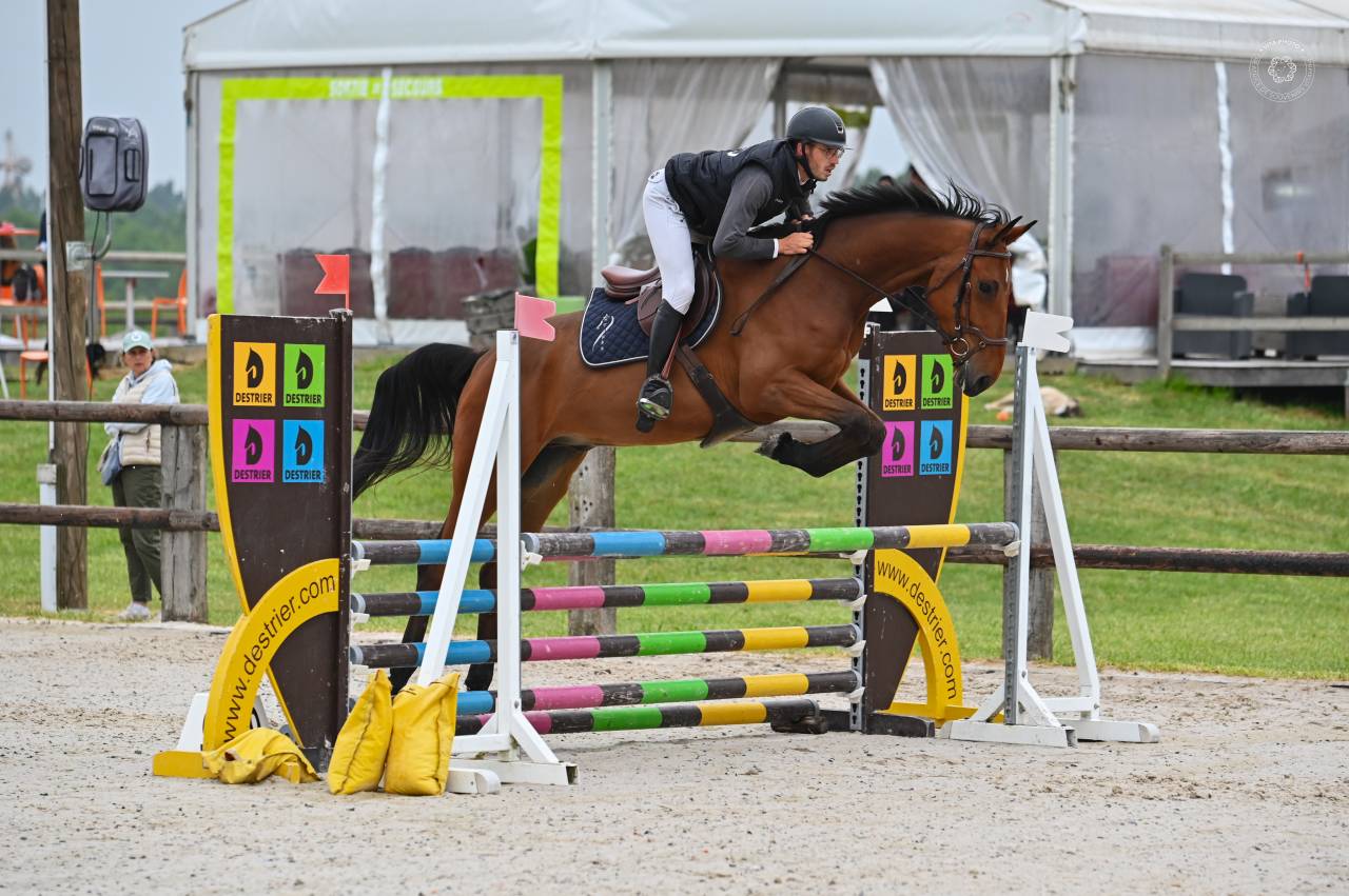 Castrone sBs Cavallo da Sport Belgio In vendita 2021 Baio