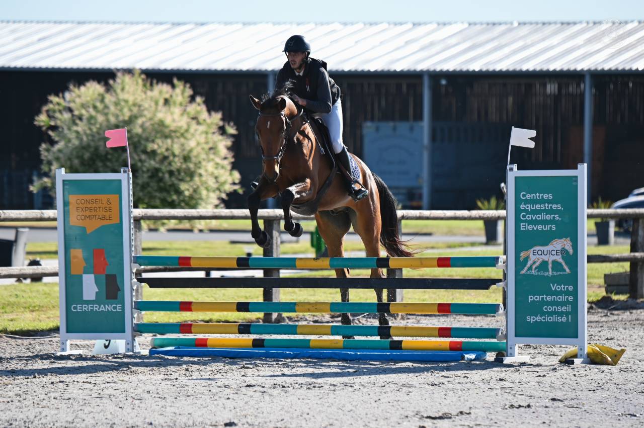 Castrone sBs Cavallo da Sport Belgio In vendita 2021 Baio