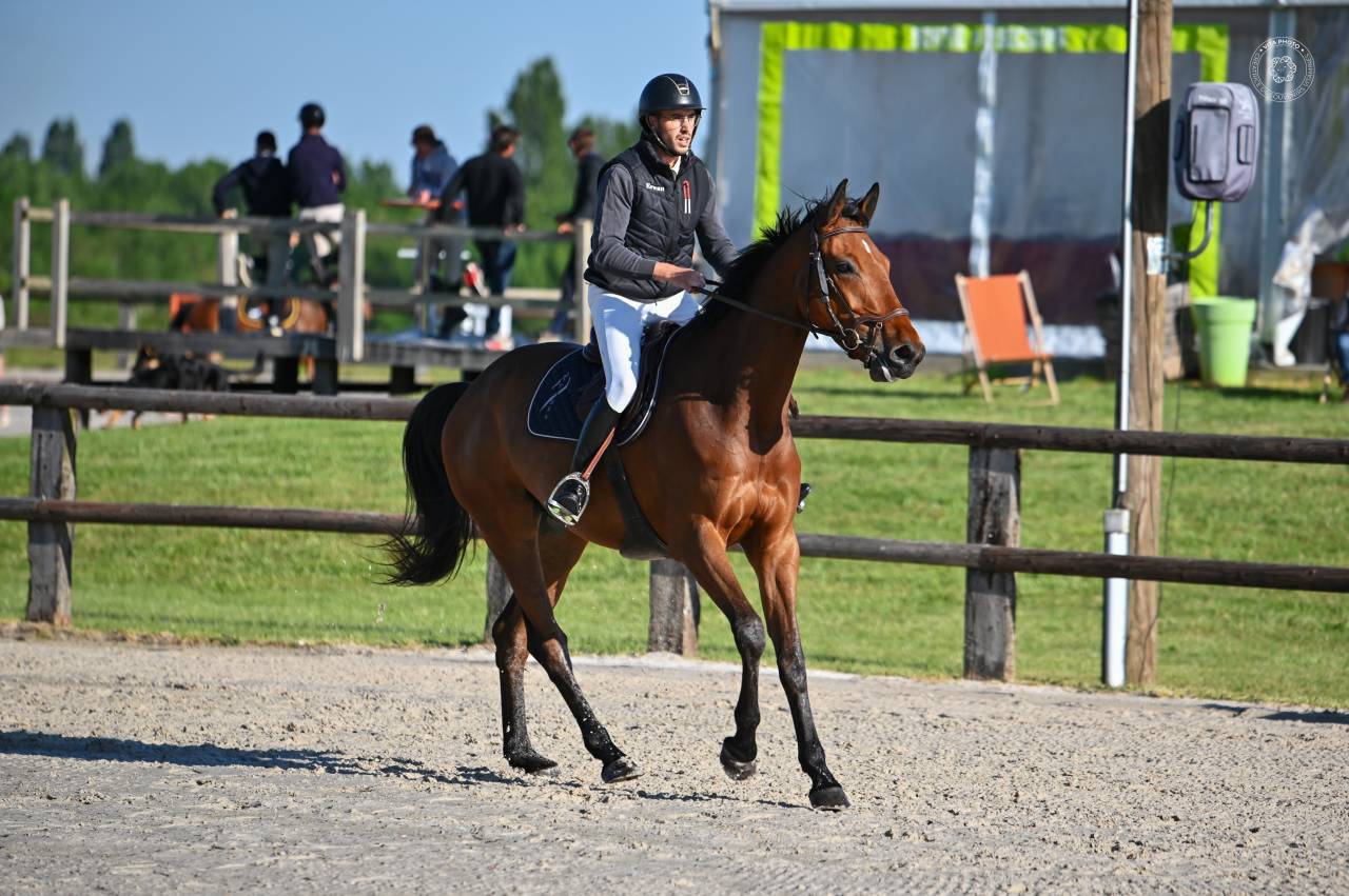 Castrone sBs Cavallo da Sport Belgio In vendita 2021 Baio
