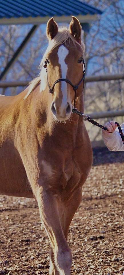 Cavalla Sella Francese In vendita 2020 Sauro