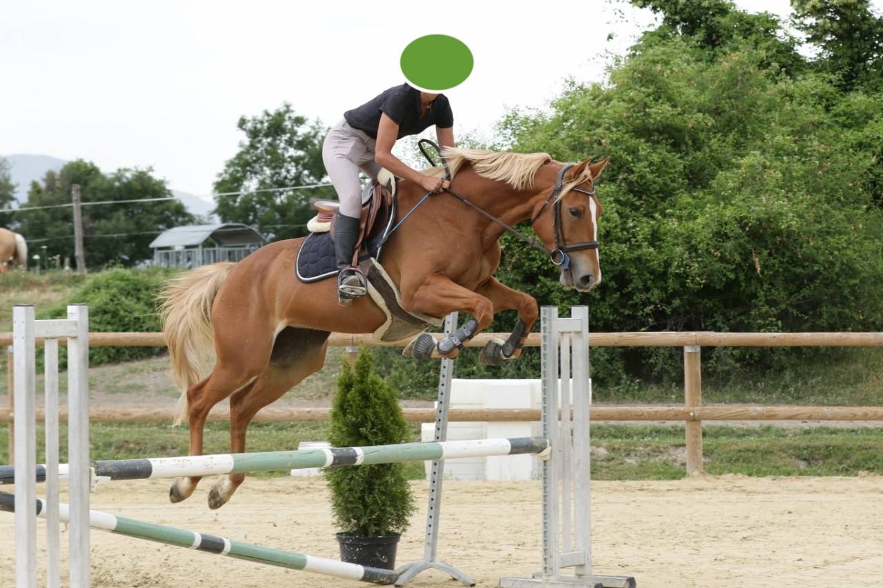 Cavalla Sella Francese In vendita 2020 Sauro