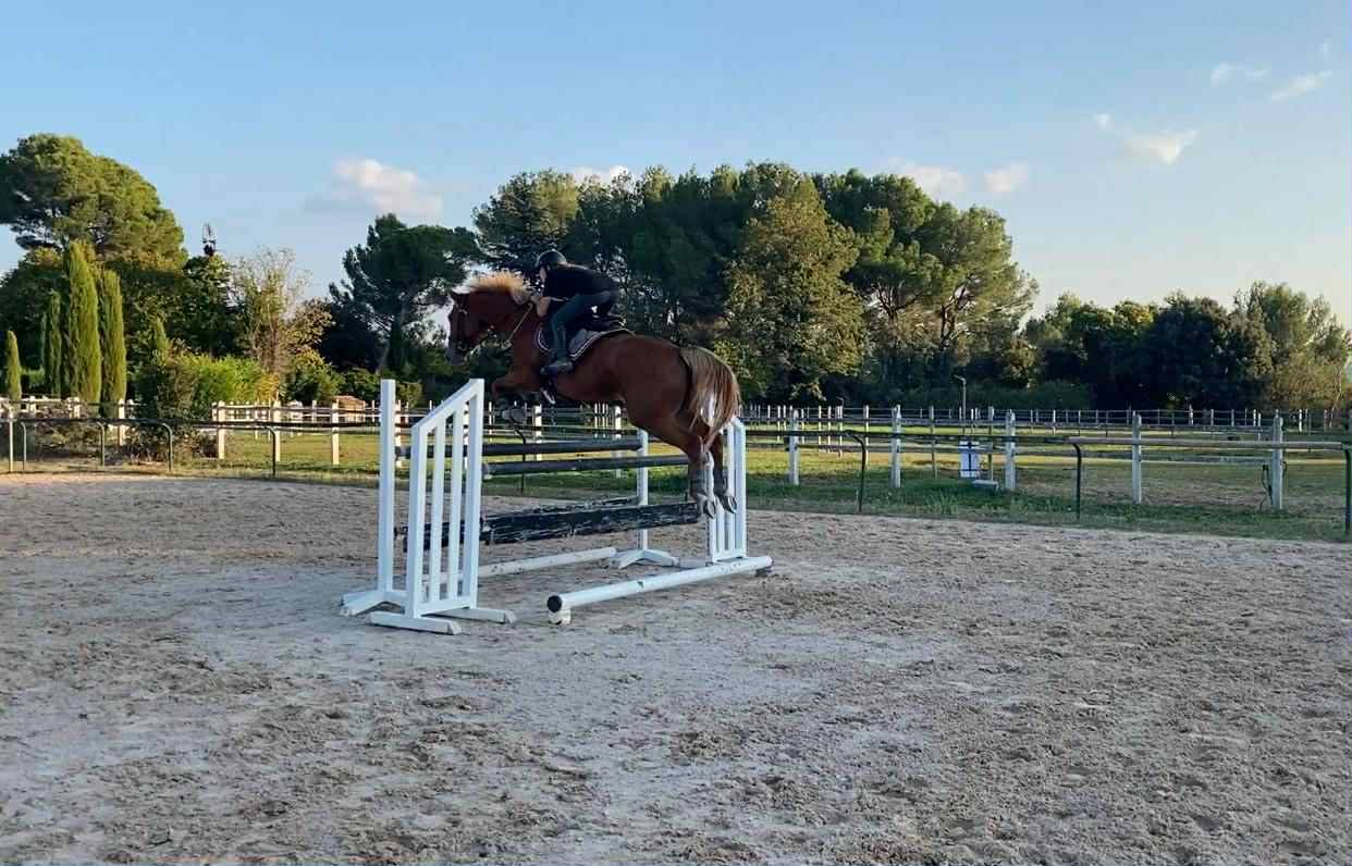 Cavalla Sella Francese In vendita 2020 Sauro