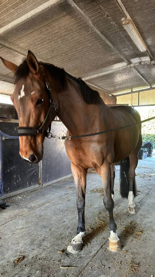 Cavalla da Salto “Hannelore C” – 13 anni – Pedigree 