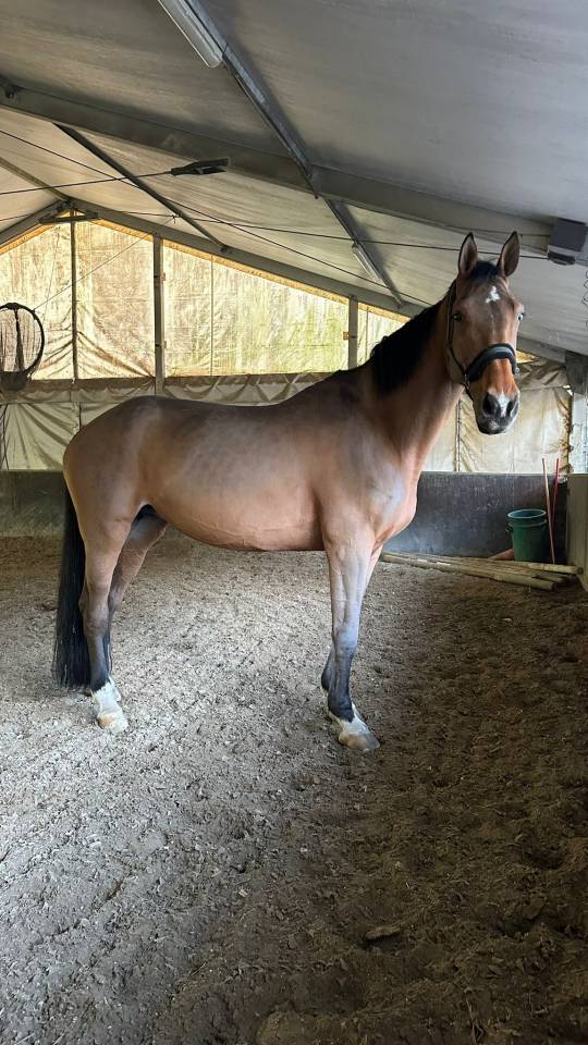 Cavalla da Salto “Hannelore C” – 13 anni – Pedigree 