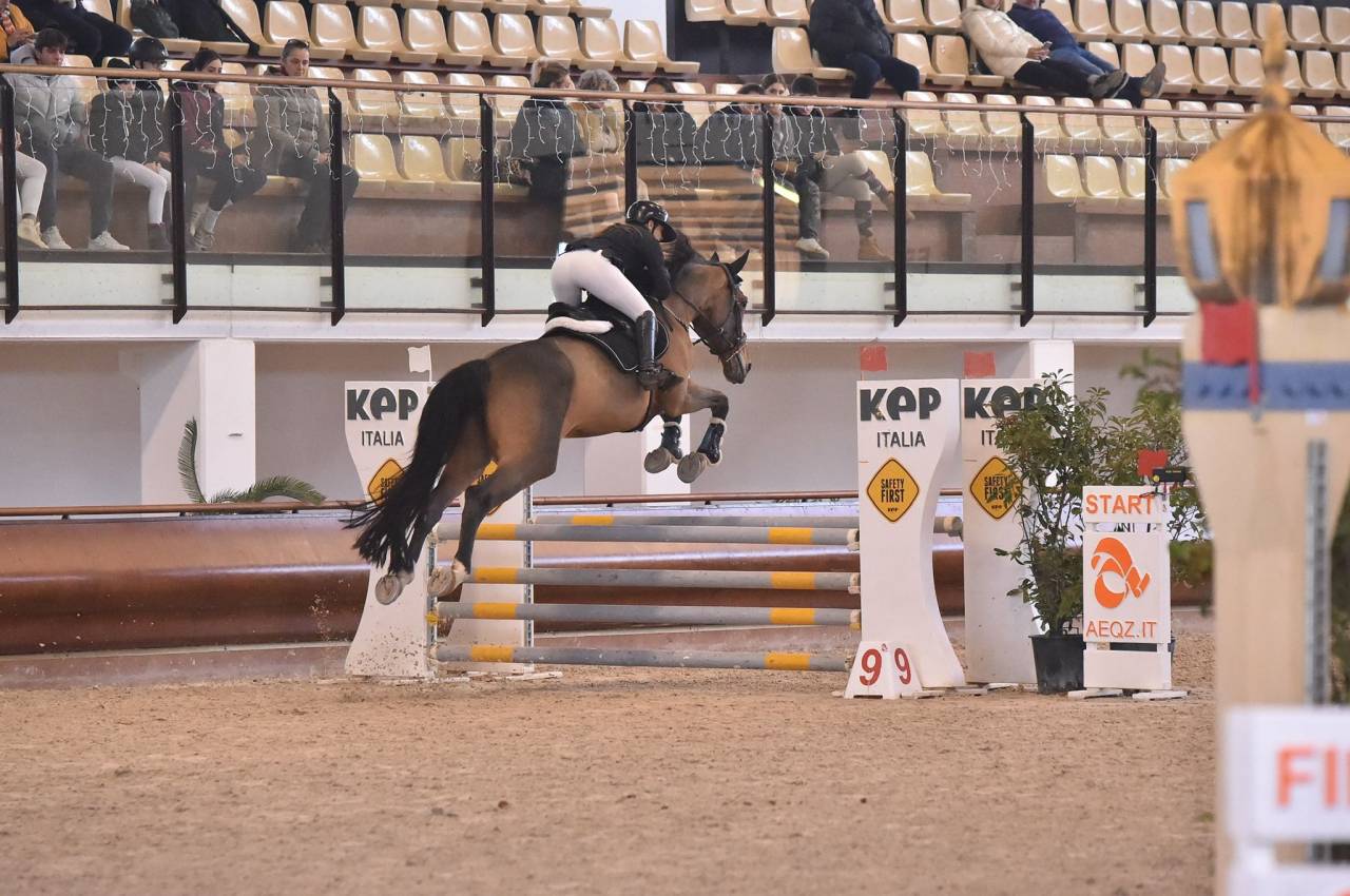 Cavalla da Salto “Hannelore C” – 13 anni – Pedigree 