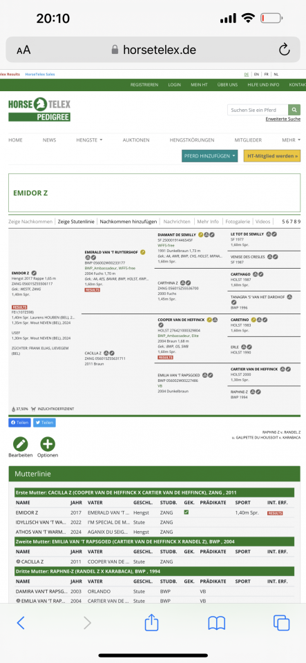 Castrone Zangersheide In vendita 2022 Nero ,  Emidor z