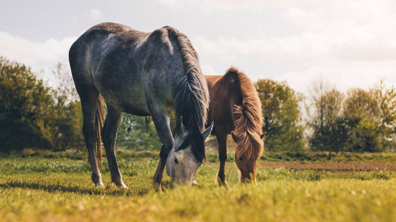 Campo In vendita Gironde