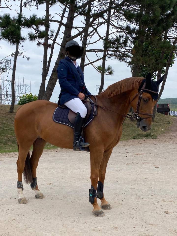 Cavalla Sella Francese In vendita 2013 Sauro ,  KANNAN