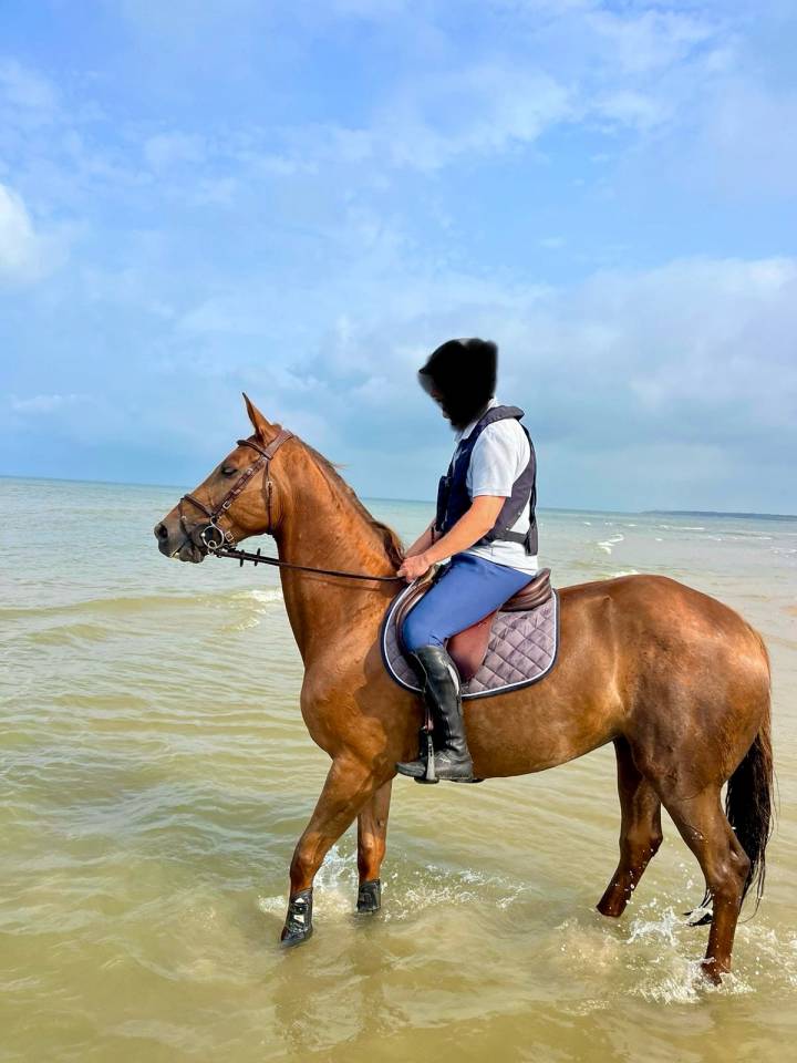 Cavalla Sella Francese In vendita 2013 Sauro ,  KANNAN