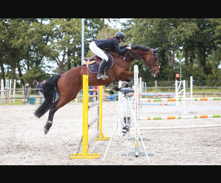 Cavalla Sella Francese In vendita 2015 Baio