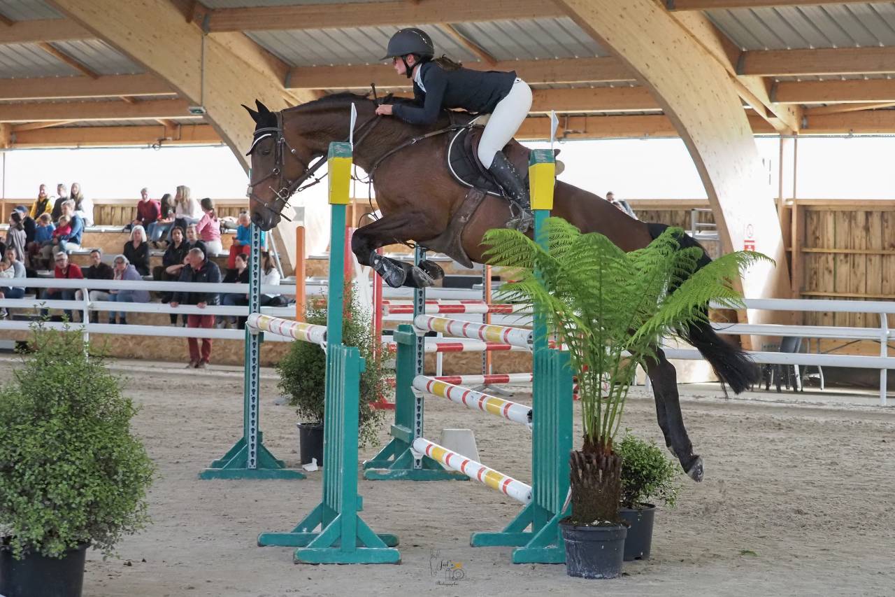 Cavalla Sella Francese In vendita 2015 Baio