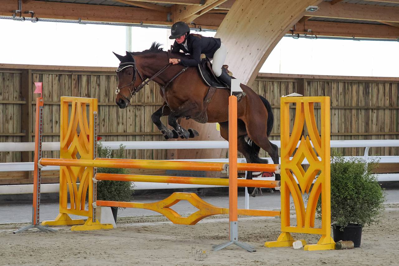 Cavalla Sella Francese In vendita 2015 Baio