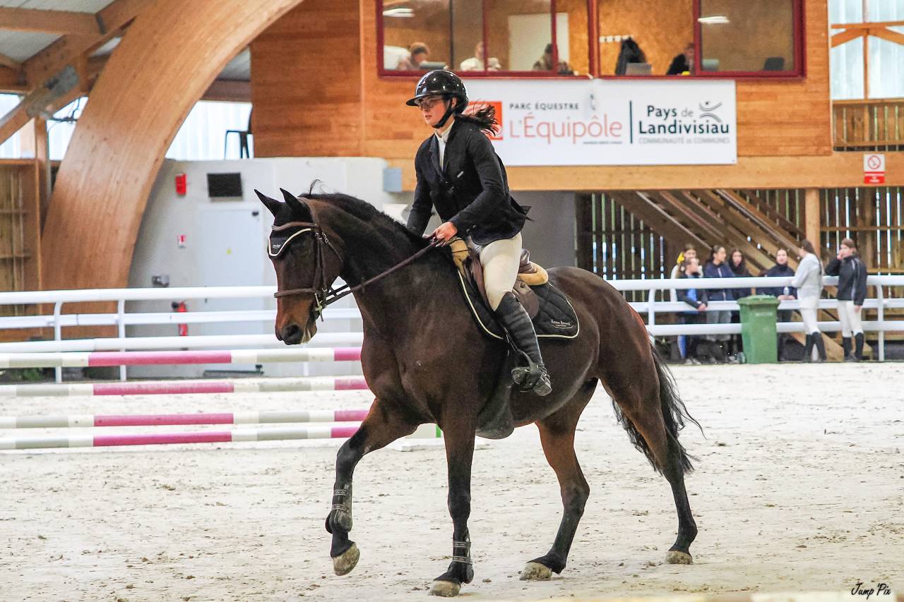 Cavalla Sella Francese In vendita 2015 Baio