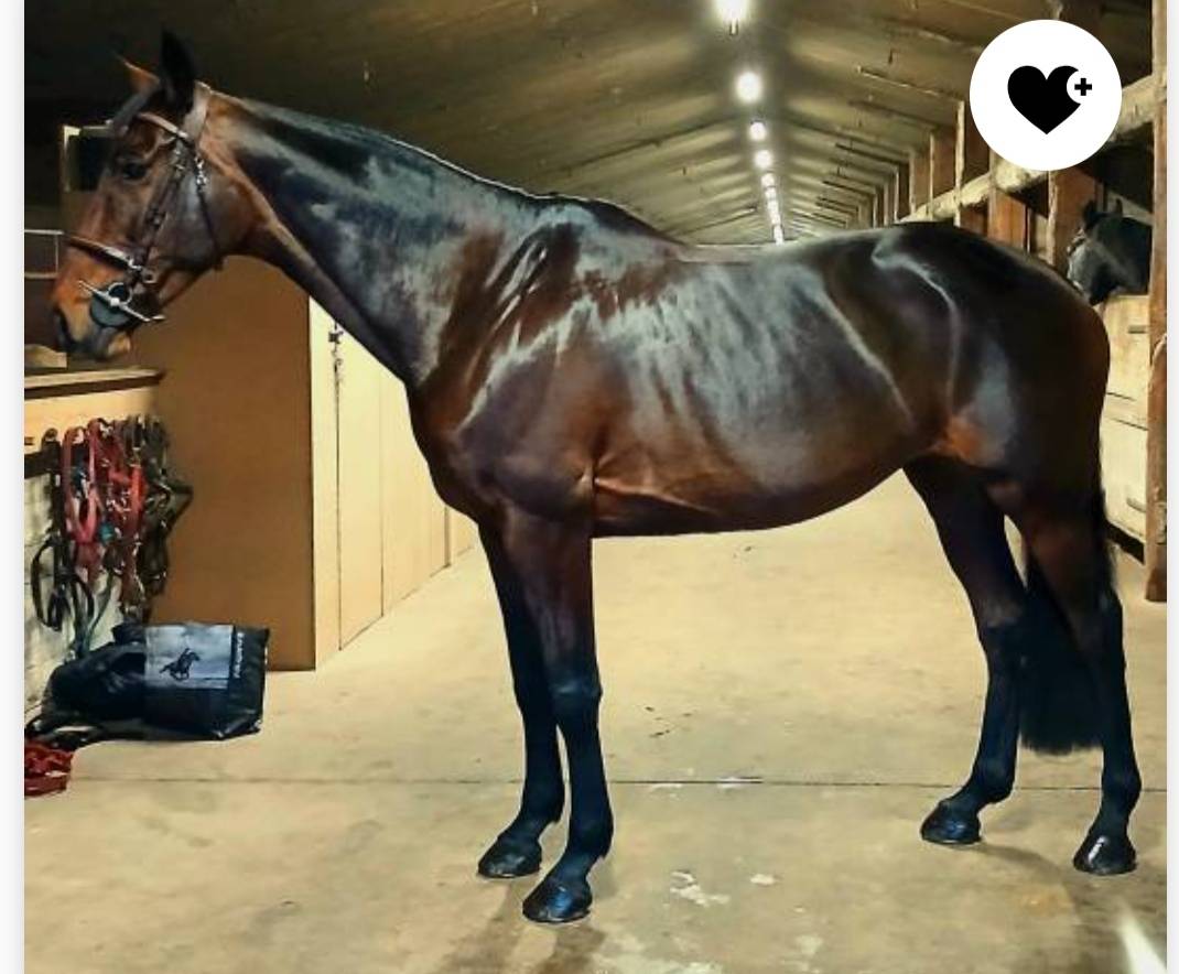 Cavalla Sella Francese In vendita 2015 Baio