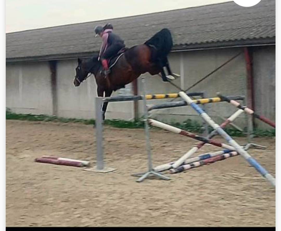 Cavalla Sella Francese In vendita 2015 Baio