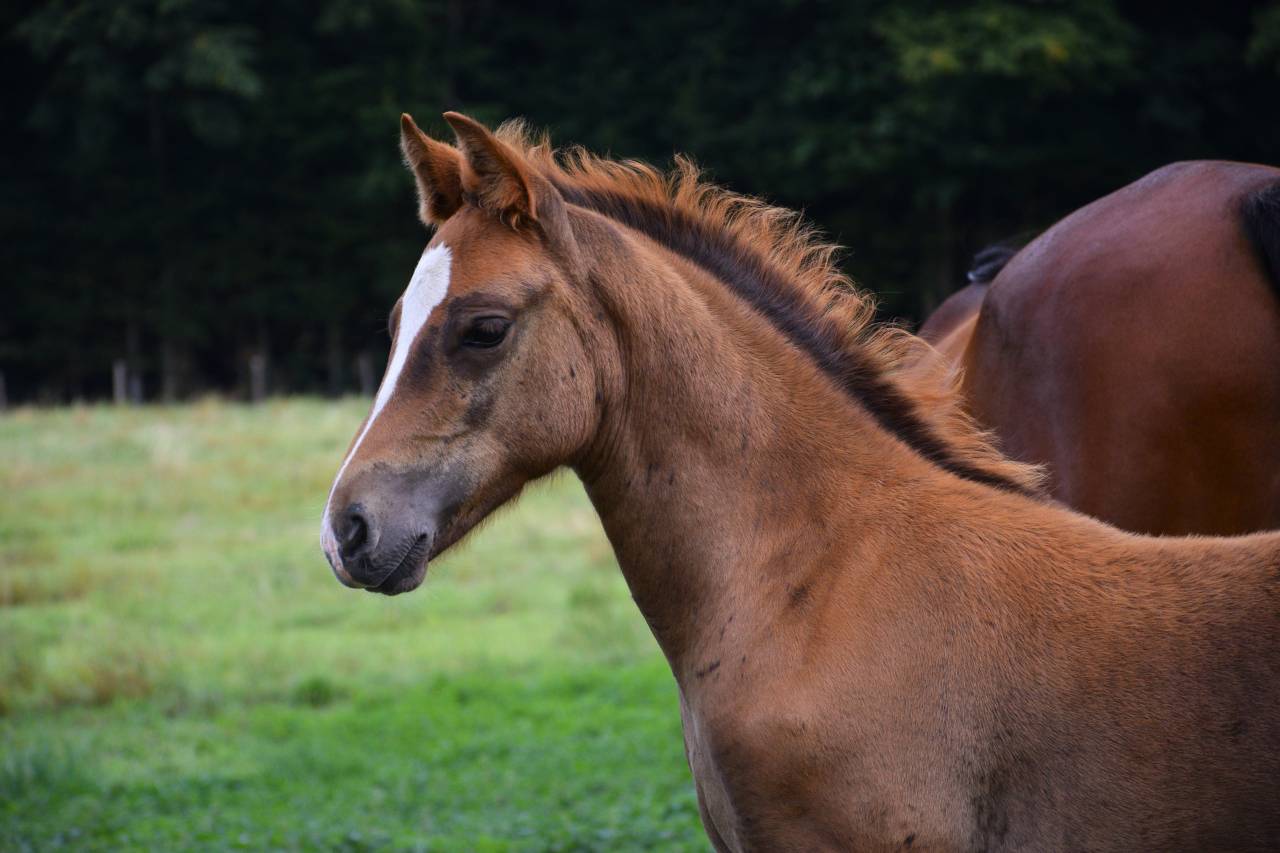 Puledro New Forest In vendita 2025 Sauro brulé ,  Birkilds Balboa