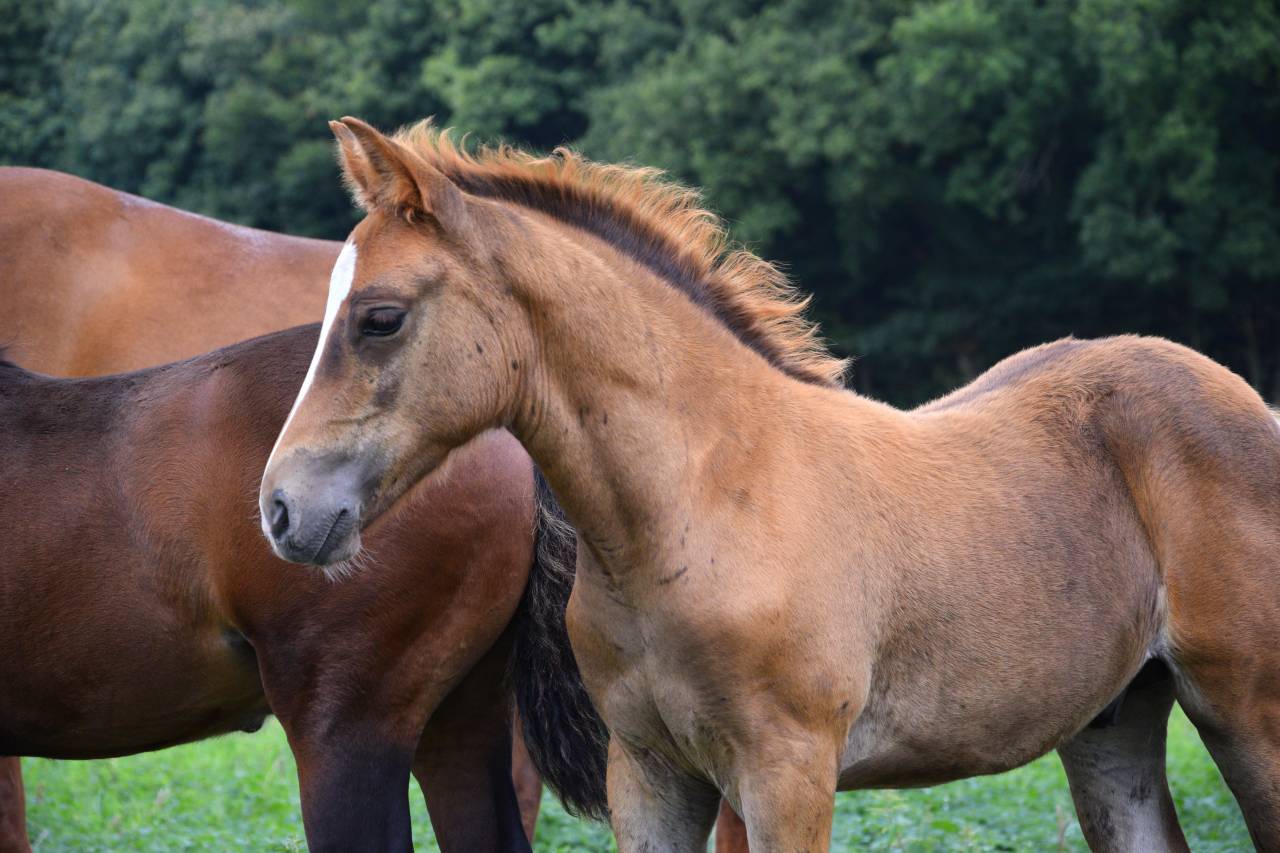 Puledro New Forest In vendita 2025 Sauro brulé ,  Birkilds Balboa