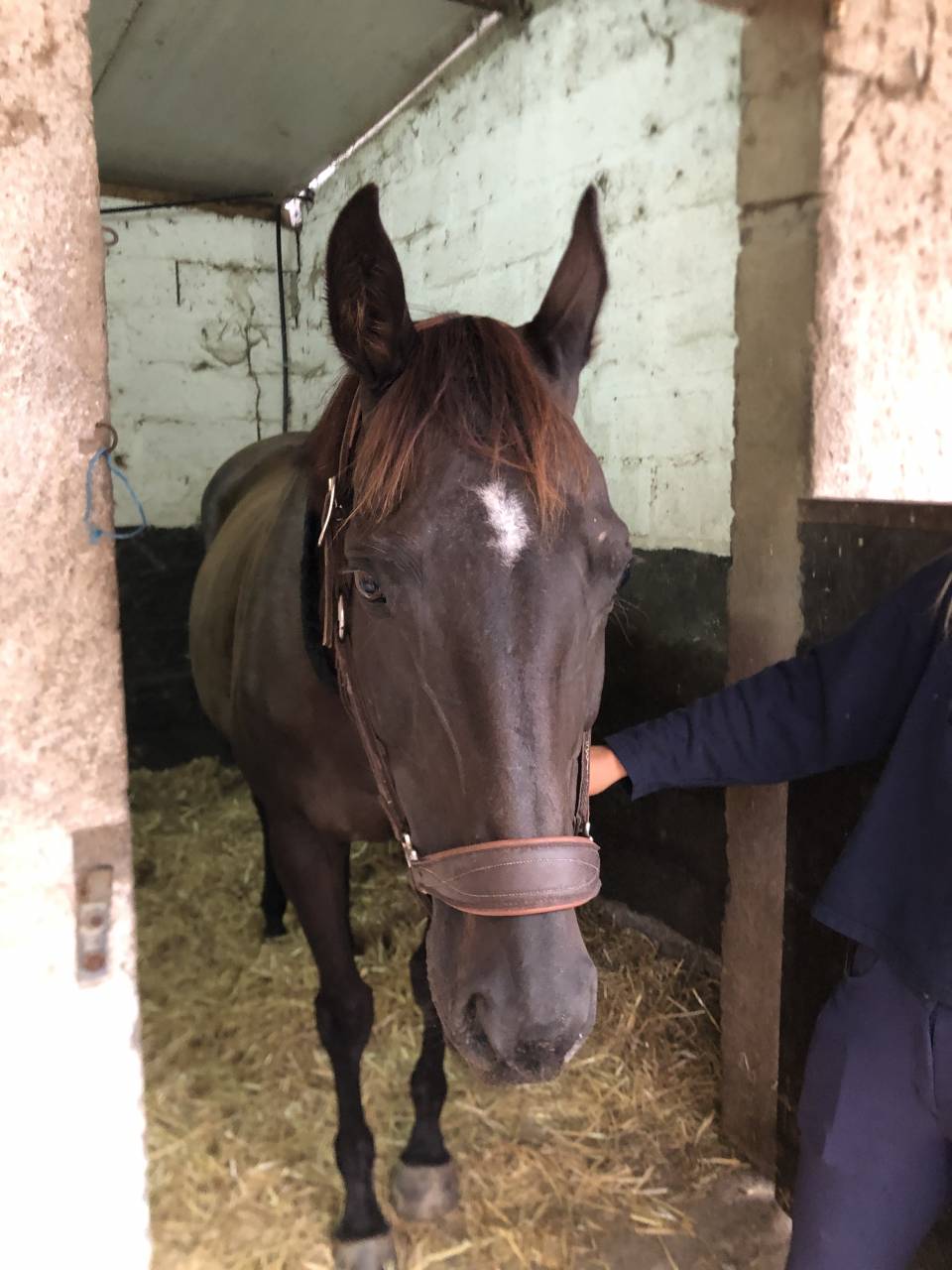 Cavalla Purosangue Inglese In vendita 2011 Sauro brulé