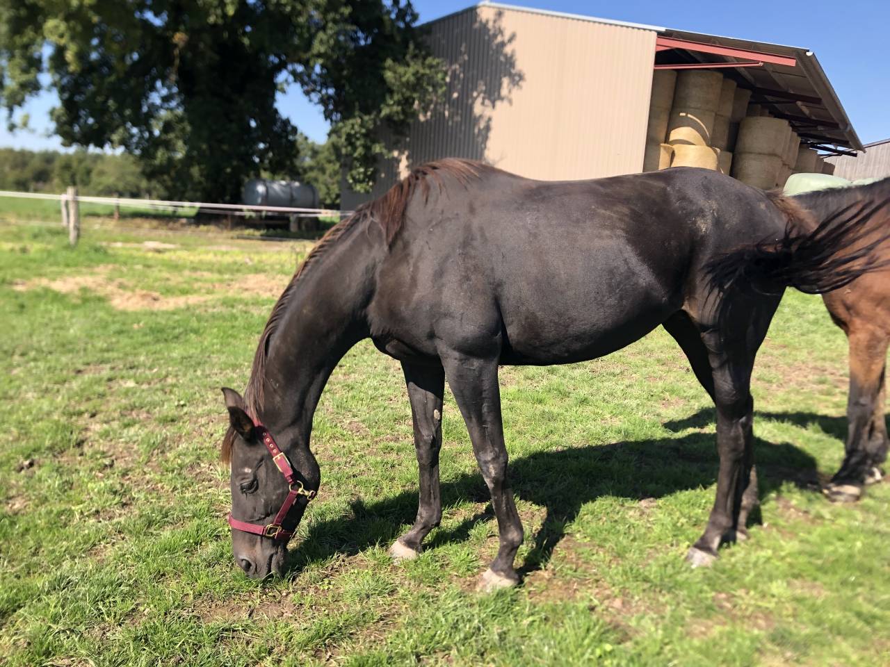 Cavalla Purosangue Inglese In vendita 2011 Sauro brulé