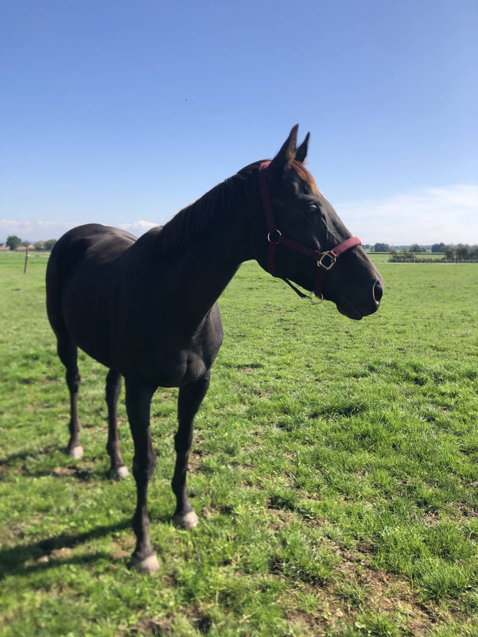 Cavalla Purosangue Inglese In vendita 2011 Sauro brulé