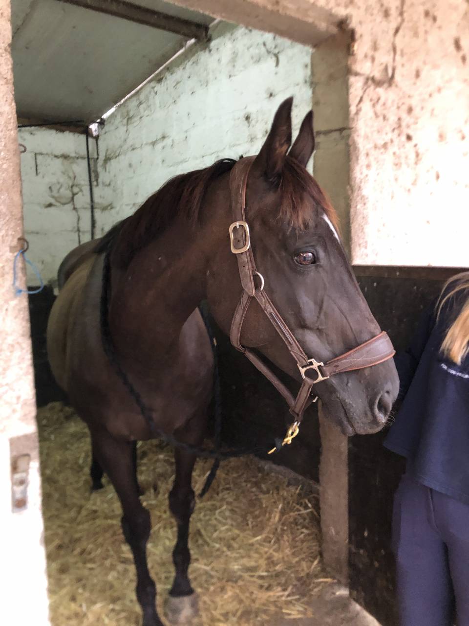 Cavalla Purosangue Inglese In vendita 2011 Sauro brulé