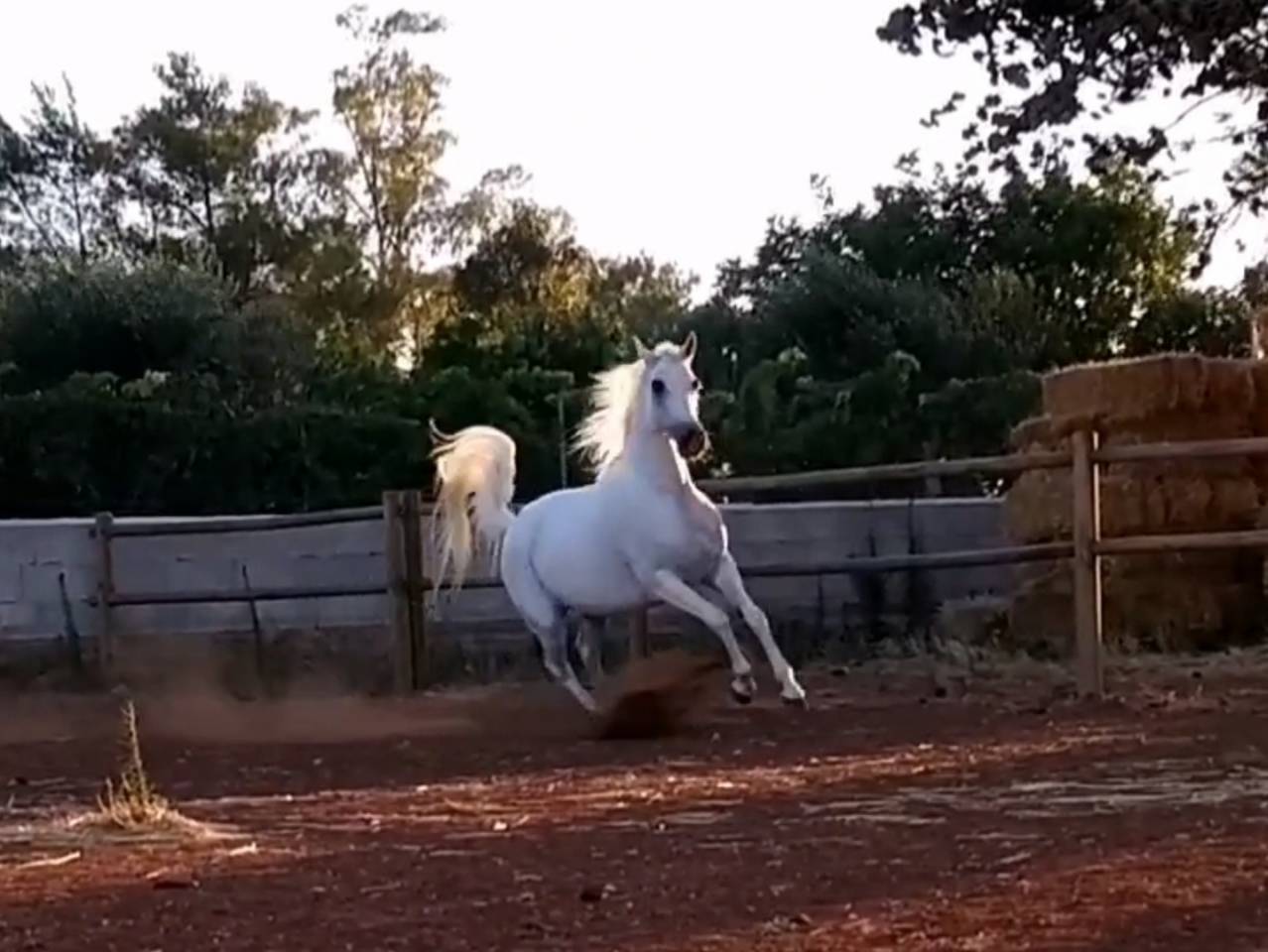 Fattrice Purosangue Arabo