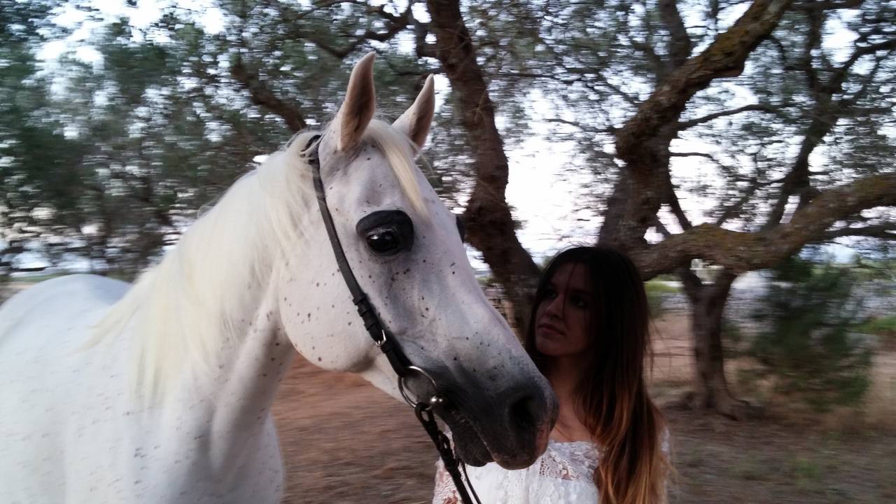 Fattrice Purosangue Arabo