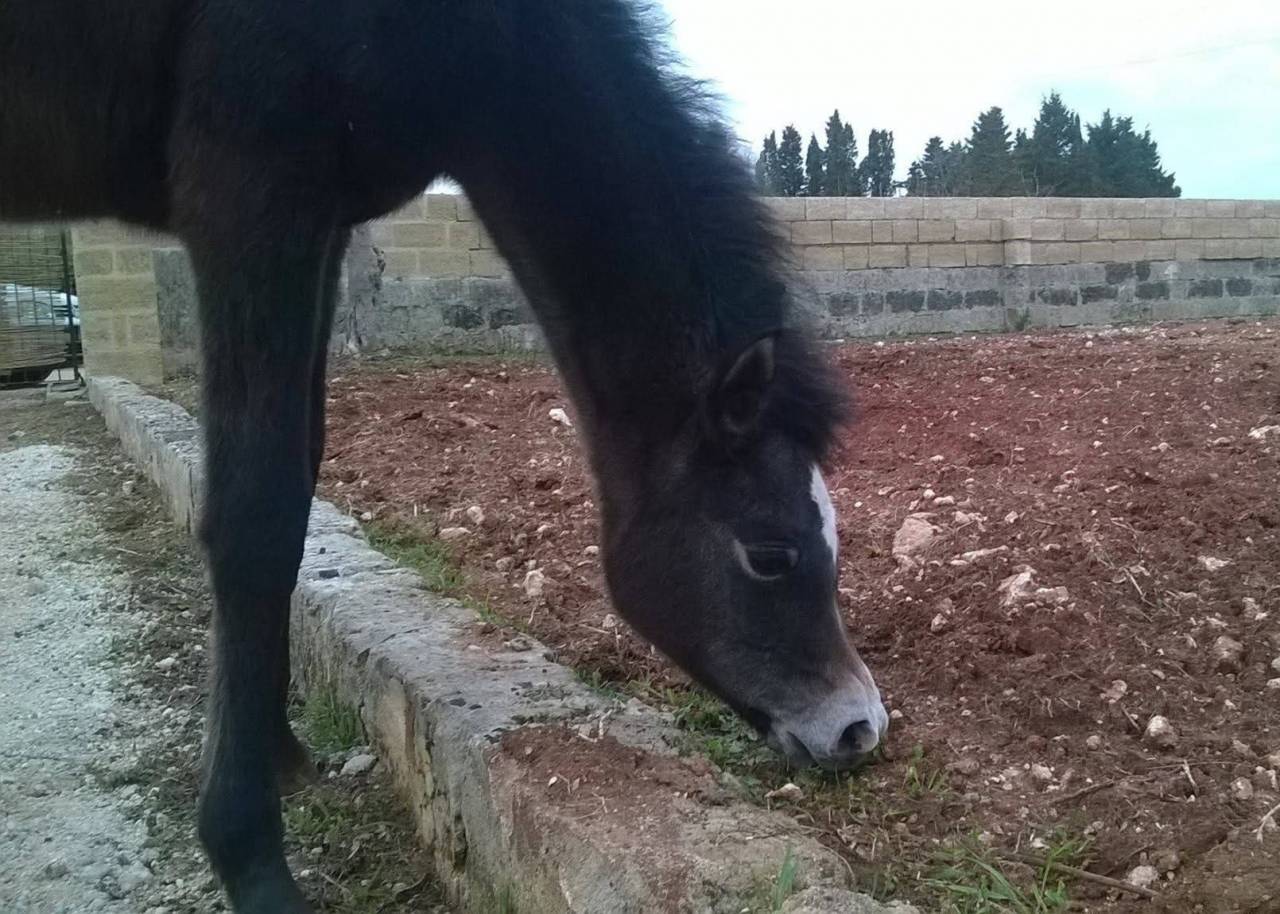 Fattrice Purosangue Arabo