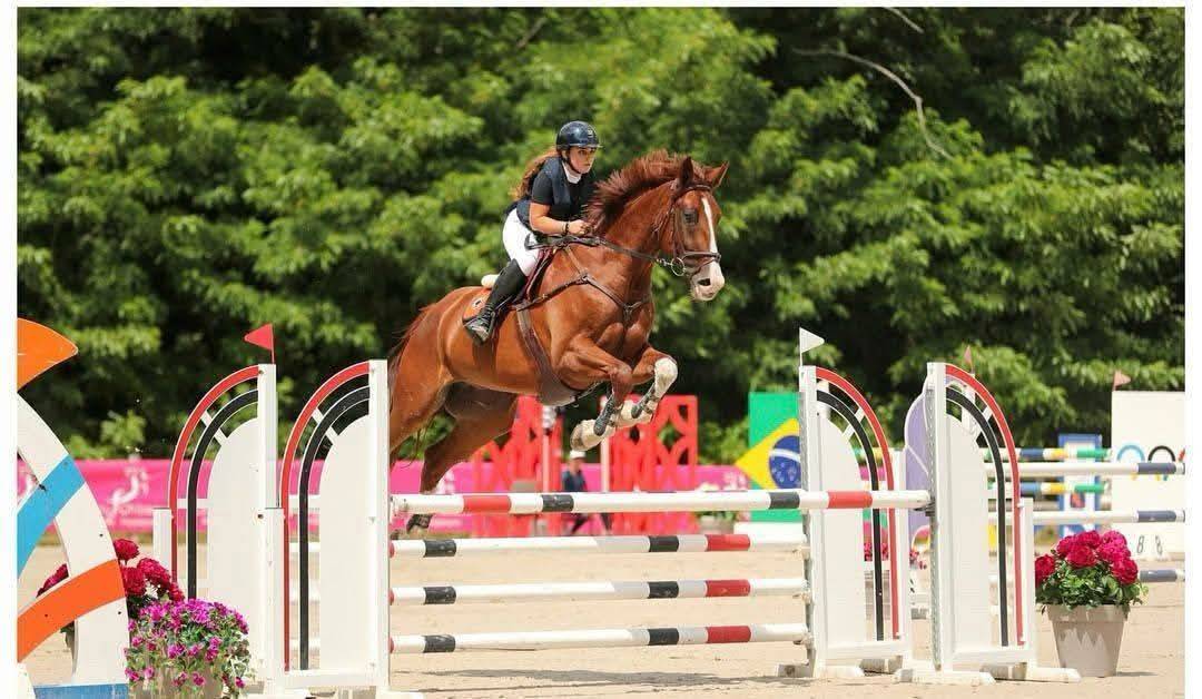 Castrone Sella Francese In vendita 2013 Sauro