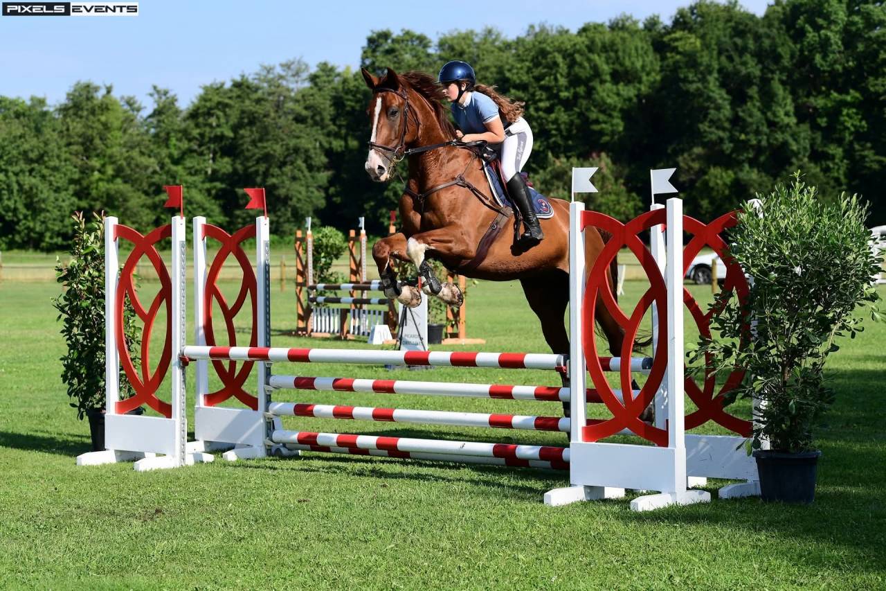 Castrone Sella Francese In vendita 2013 Sauro