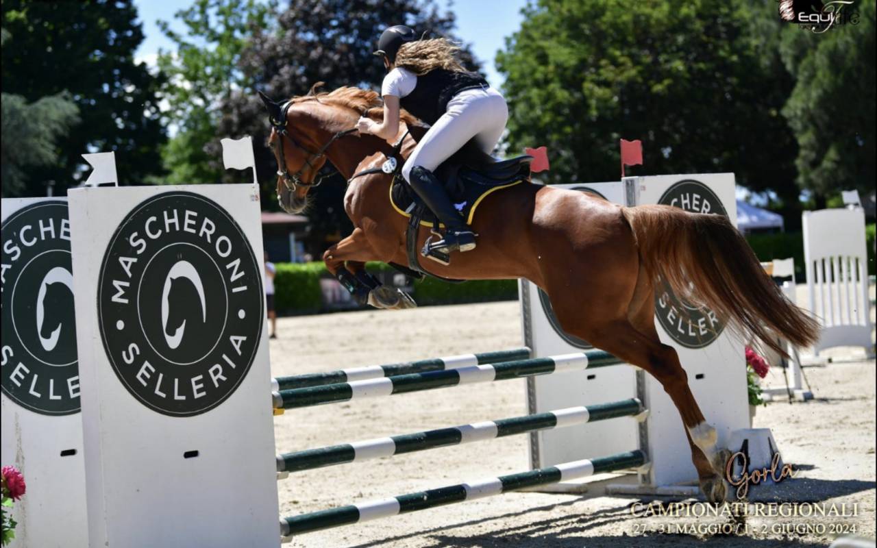 Cavalla da salto ostacoli