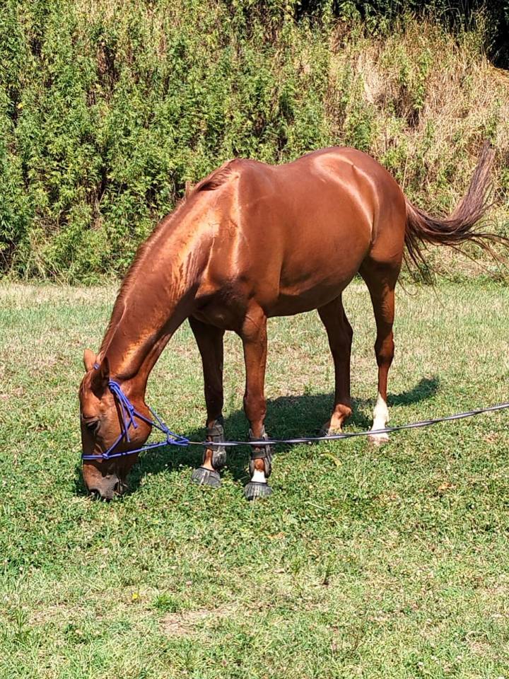 Cavalla da salto ostacoli