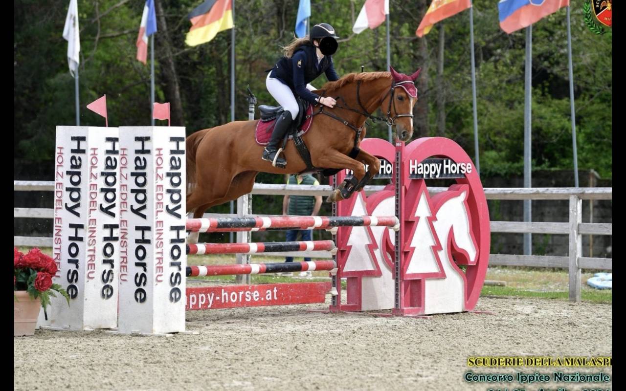 Cavalla da salto ostacoli