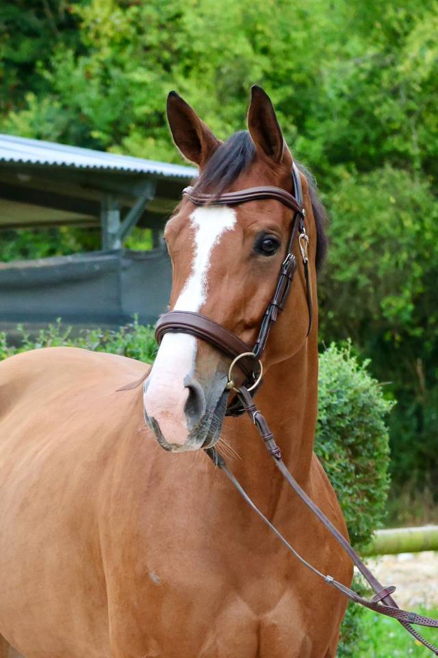 Cavalla Zangersheide In vendita 2020 Baio ,  Halifax van het Kluizebos