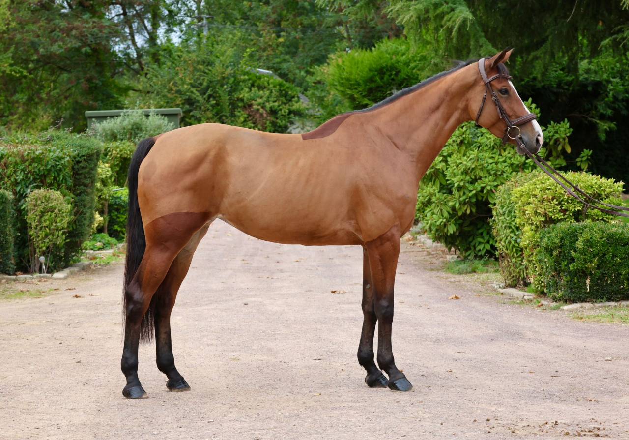 Cavalla Zangersheide In vendita 2020 Baio ,  Halifax van het Kluizebos