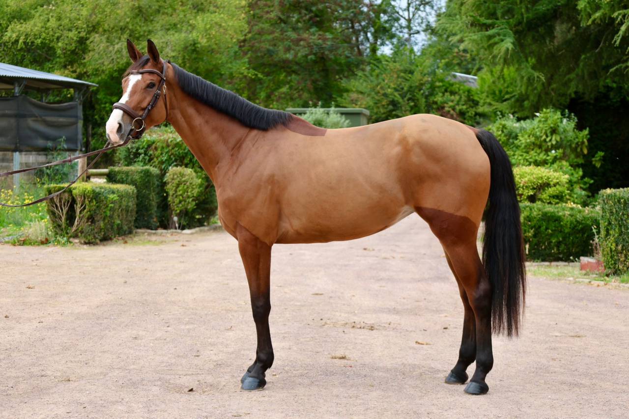 Cavalla Zangersheide In vendita 2020 Baio ,  Halifax van het Kluizebos