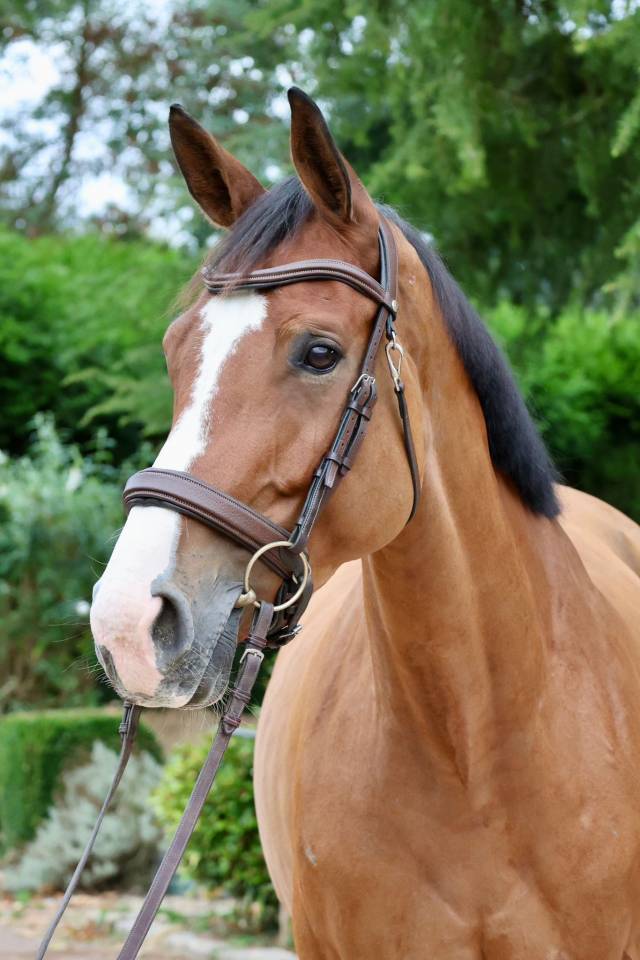 Cavalla Zangersheide In vendita 2020 Baio ,  Halifax van het Kluizebos