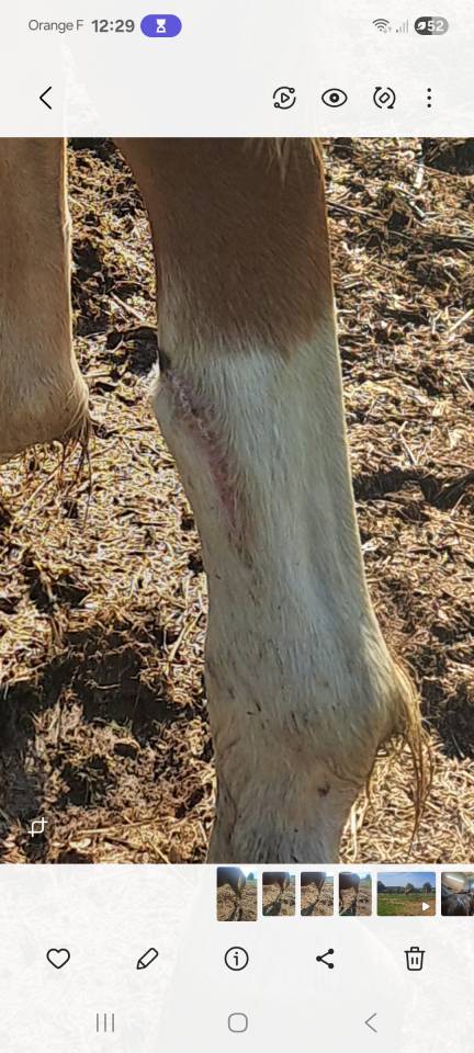 Intero PFS Pony Francese da Sella Da affidare 2023 Sauro ,  Dragibus du rouget