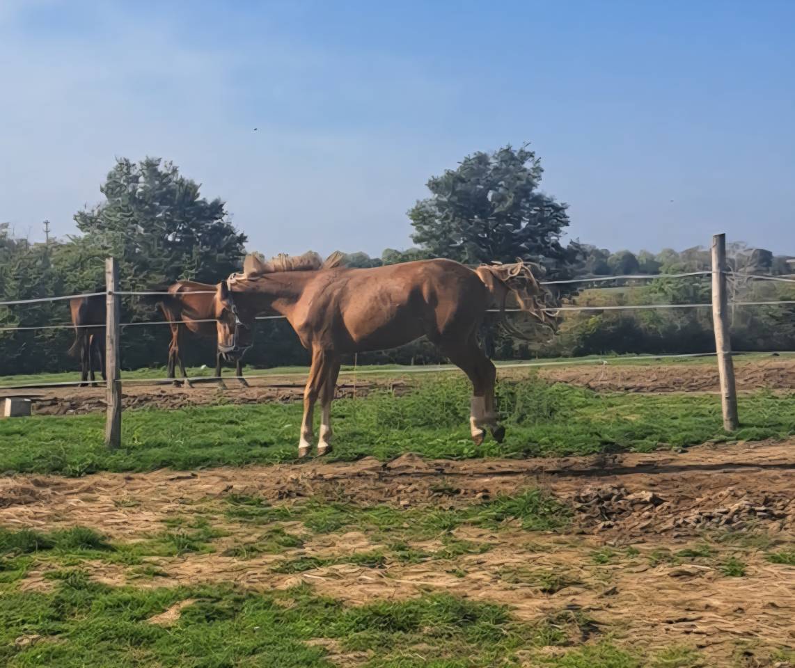 Intero PFS Pony Francese da Sella Da affidare 2023 Sauro ,  Dragibus du rouget